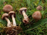 Cortinarius armillatus image