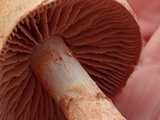 Cortinarius armillatus image