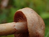 Cortinarius armillatus image