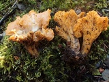 Cantharellus roseocanus image
