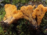 Cantharellus roseocanus image