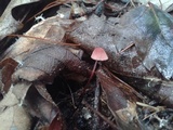 Marasmius pulcherripes image