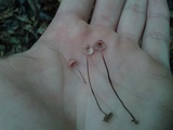 Marasmius pulcherripes image