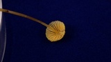 Mycena aurantiomarginata image