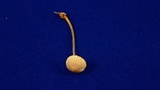 Mycena aurantiomarginata image