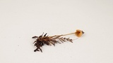 Mycena aurantiomarginata image