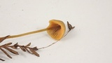 Mycena aurantiomarginata image