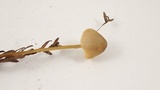 Mycena aurantiomarginata image