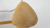 Mycena aurantiomarginata image