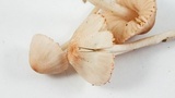 Mycena capillaripes image