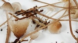 Mycena galopus var. galopus image