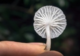 Delicatula integrella image