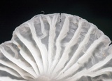 Delicatula integrella image