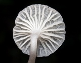 Delicatula integrella image