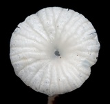 Delicatula integrella image