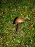 Psilocybe guilartensis image