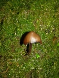 Psilocybe guilartensis image