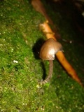 Psilocybe guilartensis image