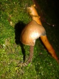 Psilocybe guilartensis image