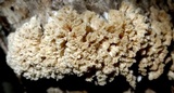 Hydnopolyporus fimbriatus image