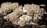 Hydnopolyporus fimbriatus image