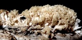 Hydnopolyporus fimbriatus image