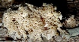 Hydnopolyporus fimbriatus image