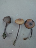 Psilocybe guilartensis image