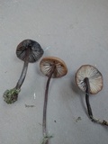 Psilocybe guilartensis image