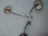 Psilocybe guilartensis image