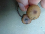 Psilocybe guilartensis image