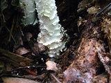 Amanita cokeri image