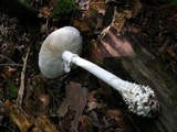 Amanita cokeri image