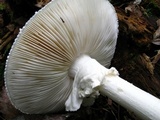 Amanita cokeri image