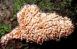 Hydnopolyporus fimbriatus image