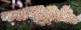 Hydnopolyporus fimbriatus image