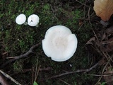 Hygrocybe pratensis var. pallida image