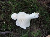 Hygrocybe pratensis var. pallida image