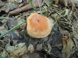 Cuphophyllus pratensis image