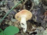 Cuphophyllus pratensis image