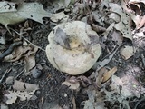 Lactarius maculatus image