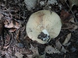 Lactarius maculatus image