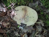 Lactarius maculatus image