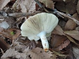 Russula ochroleucoides image