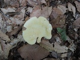 Russula ochroleucoides image