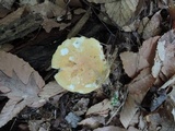 Russula ochroleucoides image