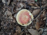 Russula flavisiccans image