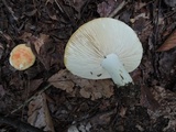 Russula flavisiccans image