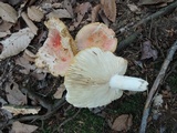 Russula flavisiccans image