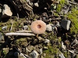 Parasola auricoma image